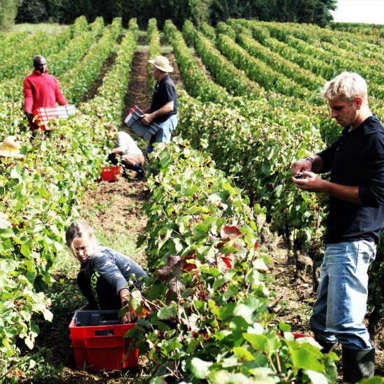 Aux vignes